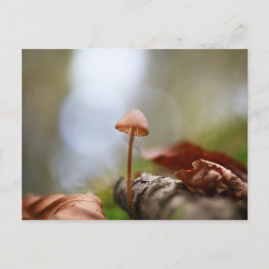 小さなキノコの自然写真 ポストカード (正面)