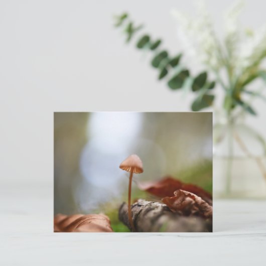 小さなキノコの自然写真 ポストカード (スタンド正面)