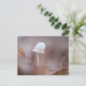 小さなキノコの自然写真 ポストカード (スタンド正面)