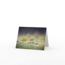 小さなキノコ自然写真