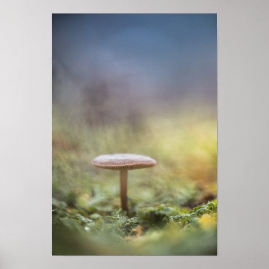 小さなキノコ自然写真 ポスター (正面)