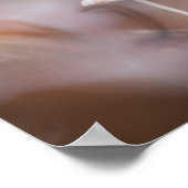 小さなキノコ自然写真 ポスター (角)