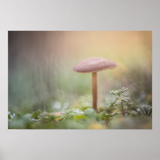 小さなキノコ自然写真 ポスター (正面)