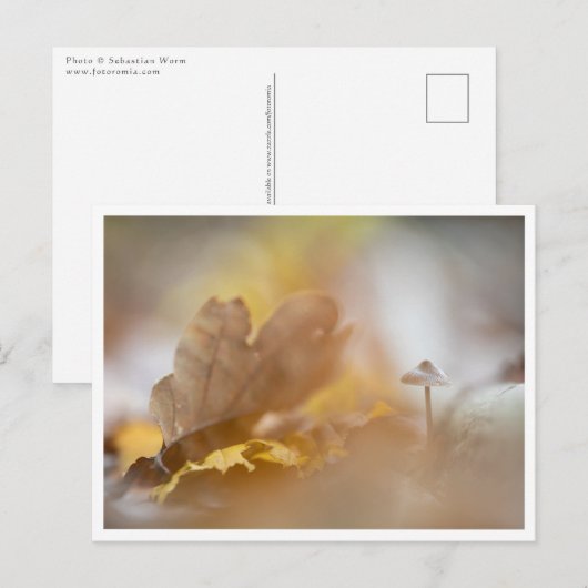 小さなキノコ自然写真 ポストカード (正面/裏面)