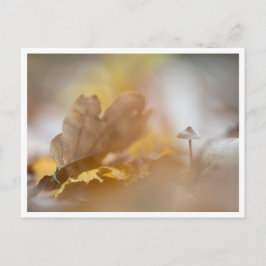 小さなキノコ自然写真 ポストカード