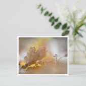 小さなキノコ自然写真 ポストカード (スタンド正面)