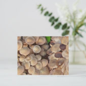 小さなキノコ ポストカード (スタンド正面)