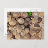 小さなキノコ ポストカード (正面/裏面)