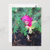 小さなクマのブレスケン、アジアのボール接合人形 ポストカード (正面/裏面)