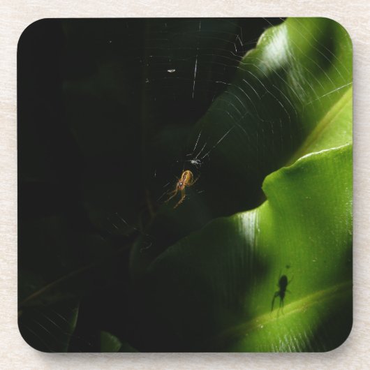 小さなクモのコースター コースター (正面)