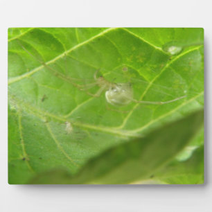 小さなクモの歯垢 フォトプラーク