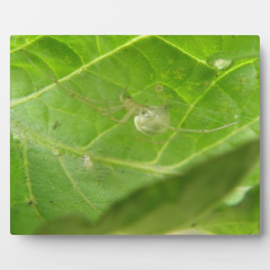 小さなクモの歯垢 フォトプラーク (正面)