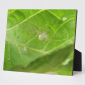 小さなクモの歯垢 フォトプラーク (側面)