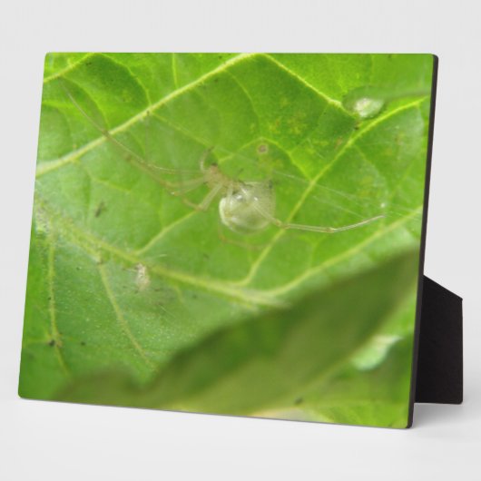 小さなクモの歯垢 フォトプラーク (側面)