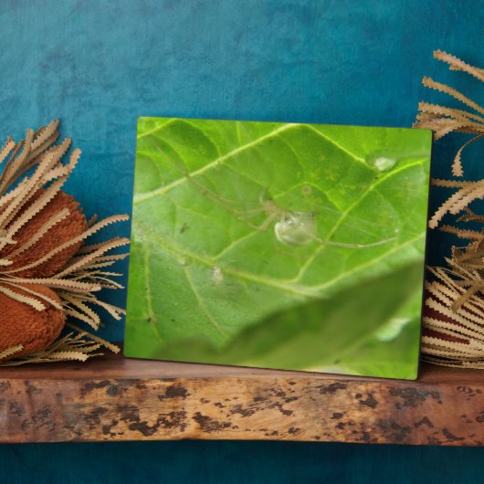 小さなクモの歯垢 フォトプラーク (側面)