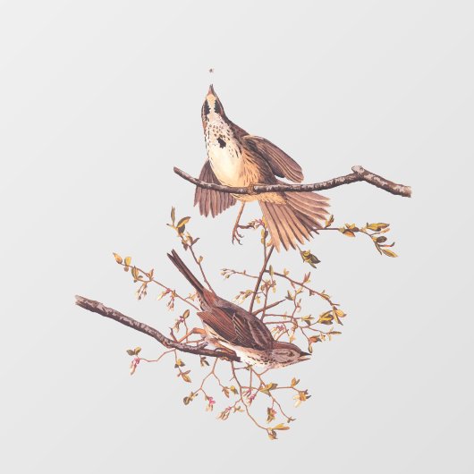 小さなクモを持つオードボンソングスパロー ウィンドウサイン (シート)