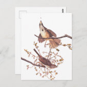 小さなクモを持つオードボンソングスパロー ポストカード (正面/裏面)