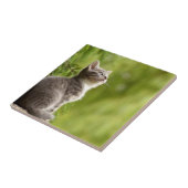 小さなグレーと白の子猫のピアまで空 タイル (側面)