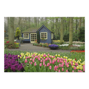 小さなコテージの花屋、オランダのキュケンホフ庭園 フォトプリント