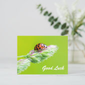 小さなコバチドリの幸運を祈って！ ポストカード (スタンド正面)