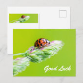 小さなコバチドリの幸運を祈って！ ポストカード (正面/裏面)