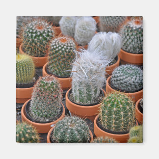 小さなサボテンの植物 マグネット