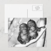 小さなサル ポストカード (正面/裏面)