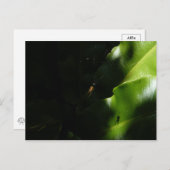 小さなスパイダーはがき ポストカード (正面/裏面)