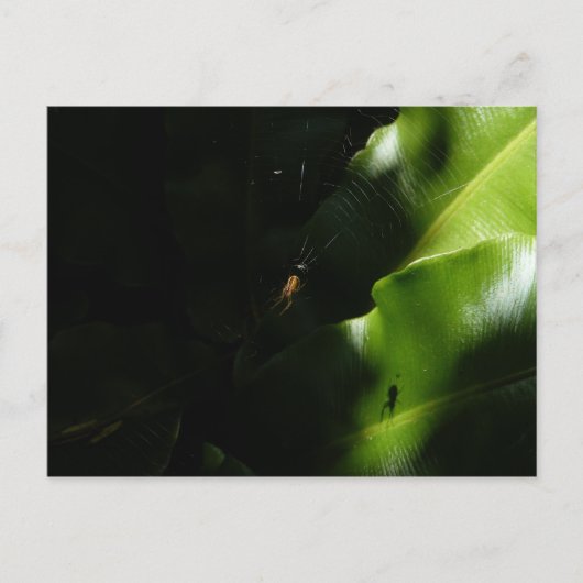 小さなスパイダーはがき ポストカード (正面)
