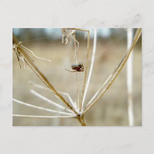 小さなスパイダーオンドライクイーンアンズレースポストカード ポストカード (正面)