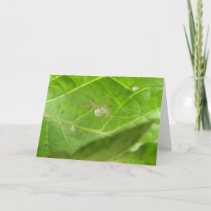 小さなスパイダーグリーティングカード カード