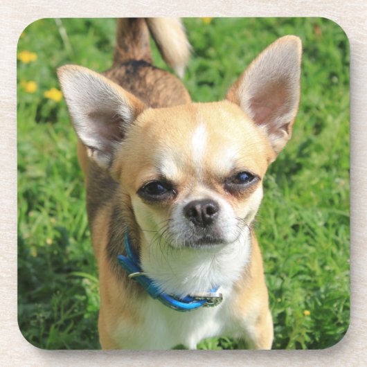 小さなチワホアパピードッグ コースター (正面)