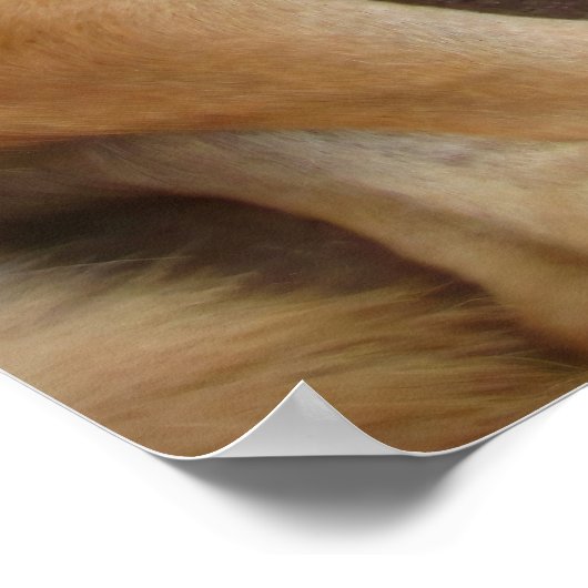 小さなトウモロコシ島で犬の日 ポスター (角)