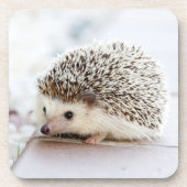 小さなハリネズミ コースター (正面)