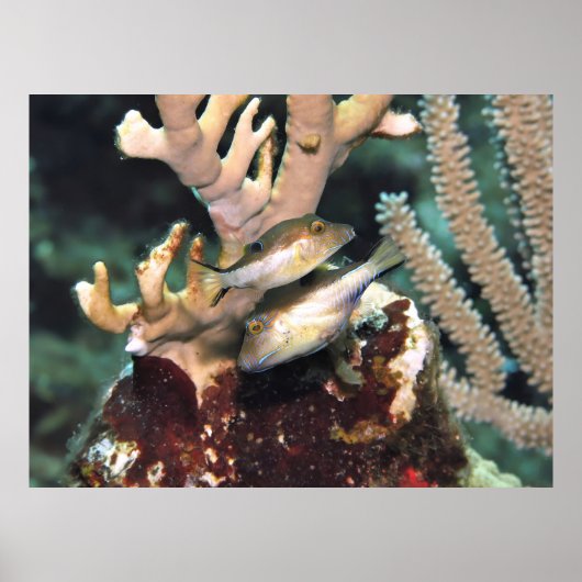 小さなパファーのペア ポスター (正面)