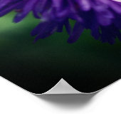 小さなビーオンパープルデイジー花クローズアップ ポスター (角)