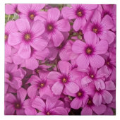 小さなピンクのオキザリスの花のフローラ タイル (正面)