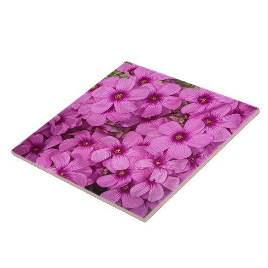 小さなピンクのオキザリスの花のフローラ タイル (側面)