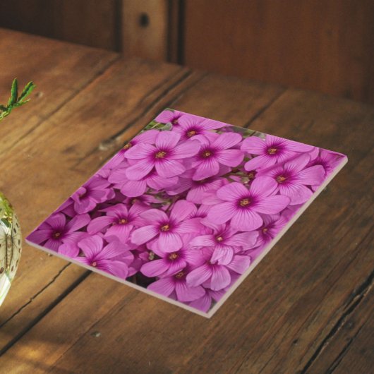 小さなピンクのカタバミの花 タイル