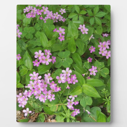 小さなピンクの上品な野の花 フォトプラーク (正面)