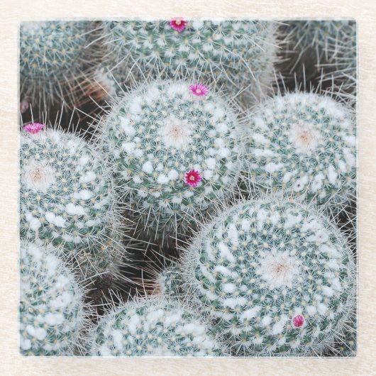 小さなピンクの花サボテンの植物 ガラスコースター (正面)