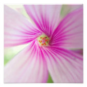 小さなピンクの花 フォトプリント            (正面)