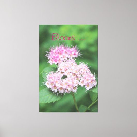 小さなピンクの開花 キャンバスプリント (正面)