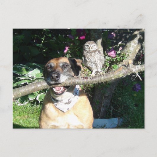 小さなフクロウと大きな犬 ポストカード (正面)