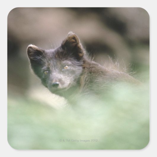 小さなブラックウルフ スクエアシール (正面)