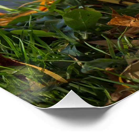 小さなホワイトアヒル ポスター (コーナー)