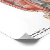 小さなポスター – ネッターの後部腹壁 ポスター (角)