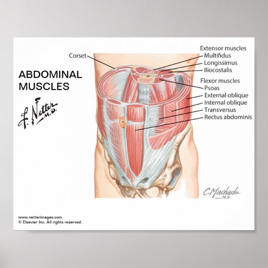 小さなポスター – Netter腹筋 ポスター (正面)