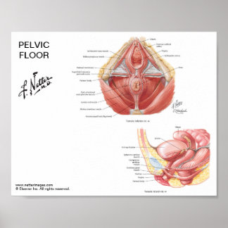 小さなポスター – Netter's Pelvic Floor Muscles ポスター