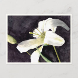 小さなポストカード4.25インチx 5.6インチ ポストカード